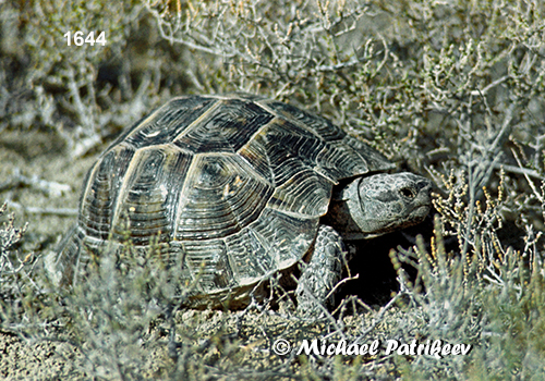 Greek Tortoise (Testudo graeca)